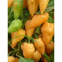 Chili Habanero orange lachs - Bio Samen