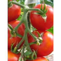 Tomate Königin der Frühen - Bio Samen