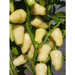 Chili Gelbe Zwerge - Bio Samen