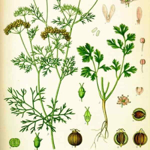 Koriander - Coriandrum sativum - Bio Samen