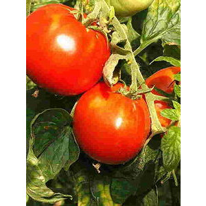 Ansicht Tomate K&ouml;nigstomate - Lycopersicon...