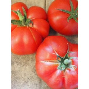 Tomate K&uuml;snachter - Bio Samen