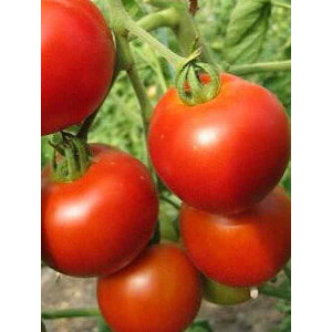 Tomate Merveille du marché - Bio Samen