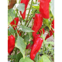 Peperoni Wiesener milder - Bio Samen