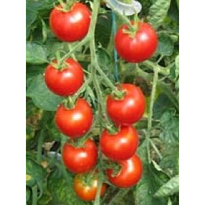 Tomate Zuckertraube - Bio Samen