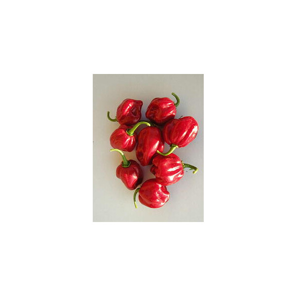 Chili Habanero rot - Capsicum annuum - BIOSAMEN